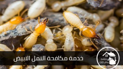شركة مكافحة النمل الابيض بالمدينة المنورة, مكافحة النمل الابيض بالمدينة المنورة